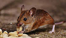 24 Hour & Emergency Exterminators in S Danville, NH